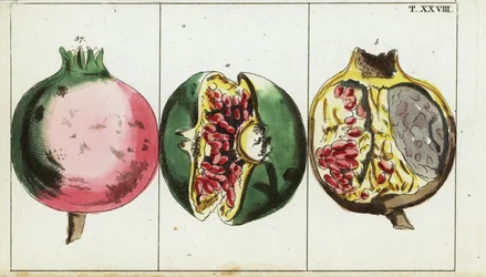 Fruta de la granada, Punica granatum.
