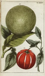 Pomelo o pummelo, Citrus maxima.