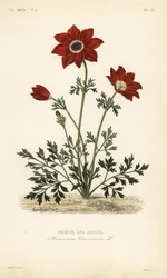 Anémona de jardín o caléndula española, Anemone coronaria, Anémona de jardines
