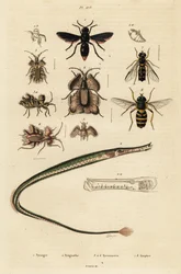 Avispa Potter, pez pipa, chinche de los huevos de oro y mosca volante, 1834-1839 (grabado)