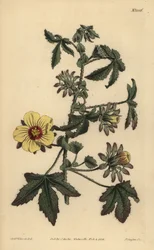 Hibisco de tallo espinoso, Hibiscus surattensis