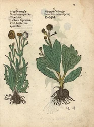 Cardo espinoso, Sonchus asper, y cardo liso, Sonchus oleraceus Grabado xilográfico coloreado a mano de una ilustración botánica del Krauterbuch, or Herbal, de Adam Lonicer, Frankfurt.