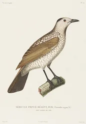 Sericulus del Príncipe Regente, Nueva Gales del Sur, Australia