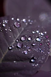 Purple Leaves II (fotografía)