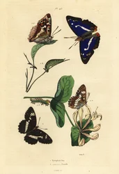 Emperador púrpura, Apatura iris 1, y almirante blanco euroasiático, Limenitis camilla 2