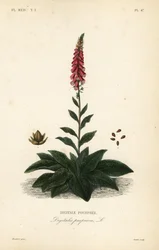 Dedalera púrpura