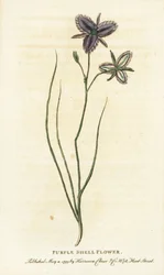 Flor de concha morada de Nueva Gales del Sur, Australia. ¿Quizá una flor de fantasía fabricada por un florista artificial Grabado en cobre coloreado a mano de "The Naturalist