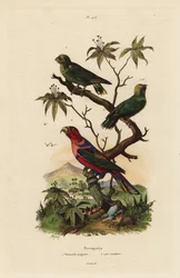 Loro pigmeo, Micropsitta pusio, y lori de cabeza negra, Lorius lorry