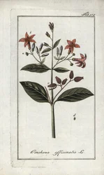 Quinquina (Cinchona officinalis). Litografía de "Afbeelding der Artseny-Gewassen" de Johannes Zorn (1739-1799), Países Bajos.