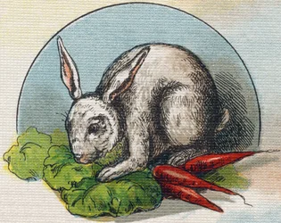 Conejo comiendo una zanahoria. Grabado en "Alphabet de ma petite fille". Bernardin-Bechet y Fils, libreros-editores, París, alrededor de 1895. Álbum irrompible en lienzo. Bibliothèque des Bébés. 12 páginas. Álbum que contiene un método de lectura y un abec