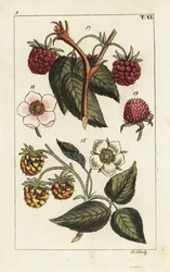 Variedades de frambuesa.