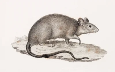 Rata de Alejandría