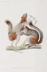 Ardillas de vientre rojo o grises mexicanas