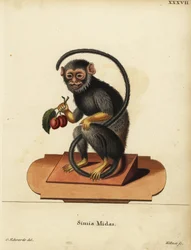 Tití de manos rojas o doradas, Saguinus midas. Simia midas. Grabado en cobre coloreado a mano por Joseph Kellner a partir de una ilustración de George Edwards de Johann Christian Daniel Schreber