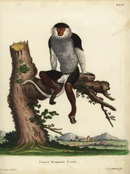 Duca de casco rojo, Pygathrix nemaeus. En peligro de extinción. Simia nemaeus Linn. Grabado en cobre coloreado a mano por Johann Sebastian Leitner a partir de una ilustración de Jacques de Seve de la obra de Johann Christian Daniel Schreber Ilustraciones d
