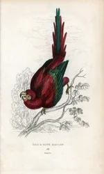 Ara roja o Ara de Macao. Psittacus macao. Litografía de Joseph Kidd, basada en un dibujo de John Audubon, en Miscellany of Natural History: Parrots, Sir Thomas DiK Lauder and Captain Thomas Brown, publicada en Edimburgo, Escocia, en 1833.
