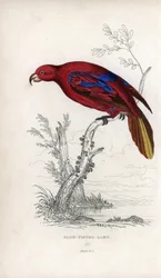 Lori rojo, Eos rubra. Psittacus caeruleatus. Litografía de Joseph Kidd, basada en un dibujo de John Audubon, en Miscellany of Natural History: Parrots, Sir Thomas DiK Lauder and Captain Thomas Brown, publicada en Edimburgo, Escocia, en 1833.