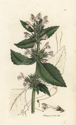 Ortiga roja, Galeopsis tetrahit (Ortiga roja) Grabado en cobre coloreado a mano por James Sowerby de Botánica inglesa de James Smith, Londres.