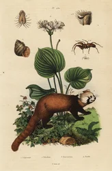 Panda rojo, Ailurus fulgens, en peligro de extinción, lirio de Navidad del norte, Proiphys amboinensis, caracol de río, Viviparus viviparus, y araña, especie Palpimanus