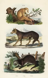 Loris esbelto rojo, Loris tardigradus en peligro 1, lobo, Canis lupus 2 y nutria euroasiática, Lutra lutra 3