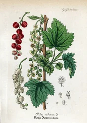 Grosella roja, Ribes rubrum. Grabado en cobre coloreado a mano del Hand-Atlas sammtlicher mediinisch-pharmaceutischer Gewachse del Dr. Willibald Artus.