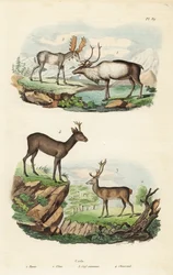 Reno, Rangifer tarandus, alce, Alces alces, ciervo rojo, Cervus elaphus, y corzo europeo, Capreolus capreolus