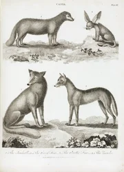 Zorros y chacales