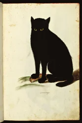 Representación de un gato negro. Lámina ilustrada de un manuscrito de historia natural sobre animales, Fondo Ulisse Aldrovandi, Biblioteca Universitaria, edición de 1603.