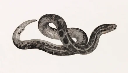 Reptiles: una serpiente de Tebaida