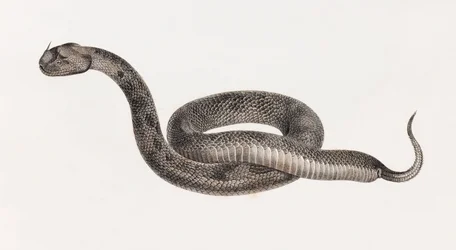 Reptiles: Una víbora