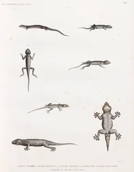 Reptiles: Lagartos y gecos