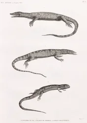 Reptiles: Tupinambis del Nilo