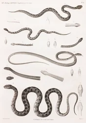 Reptiles: víboras y serpientes