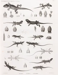 Reptiles: geckos, agamas, lagartos