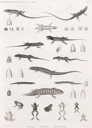 Reptiles: serie de ilustraciones de lagartos, eslizones y ranas