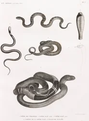 Reptiles: serie de ilustraciones de serpientes