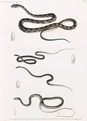 Reptiles: serie de ilustraciones de serpientes