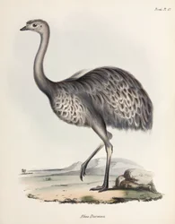 Rea, América del Sur, c 1832-1836