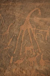 Arte rupestre, Prehistoria: Grabado de jirafas, avestruces, ovejas y personajes en el macizo de Uweinat, Sudán (Karkur-Talh o Karkur Talh). Período de 8000 a 3000 años a.C. Fotografía