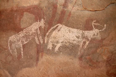 Arte rupestre, Prehistoria: Pintura rupestre de ganado blanco y bicolor en un refugio ornamentado, en el macizo de Uweinat, Sudán (Karkur-Talh o Karkur Talh). Período de 8000 a 3000 años a.C. Fotografía