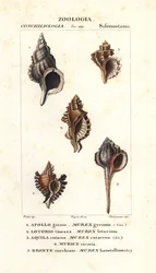Caracoles de roca del "Diccionario de Ciencias Naturales" de Jussieu, Florencia, Italia