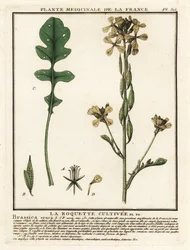 Rúcula o rúcula, Eruca vesicaria.