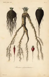Verduras de raíz