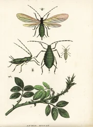 Pulgón rosado, Aphis rosae, sobre rosal. Litografía coloreada a mano de la Galería de Historia Natural de Georg Friedrich Treitschke, Naturhistorischer Bildersaal des Thierreiches, Liepzig-1842.