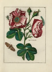 Rosa, variete Rosa provincialis, con insectos - Litografía atribuida a Paul Theodor van Brussel (1754-1795), autor del ramo de portada, o A.Bres., influenciado por Nicolas Robert (1614-1685), publicada en "Nederlandsch Bloemwerk" (Composiciones florales ho