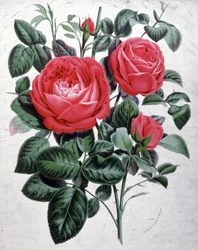 Rosas, c.1850 (grabado)