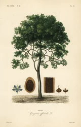 Guayacán, Guaiacum officinale