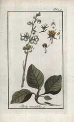 Pirola de hoja redonda (Pyrola rotundifolia). Litografía de "Afbeelding der Artseny-Gewassen" de Johannes Zorn (1739-1799), Países Bajos.