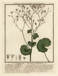 Las saxífragas rojas de hoja redonda, Saxifraga rotundifolia.