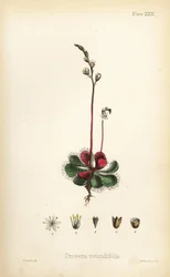 Drosera de hoja redonda, Drosera rotundifolia. Litografía coloreada a mano por Henry Sowerby de la Flora Homeopathica de Edward Hamilton, Bailliere, Londres.